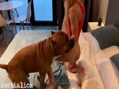 Big dog fucking a blonde slut in her pussy